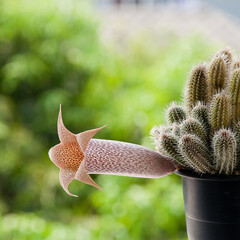 Flower power of succulents