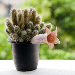 Flower power of succulents