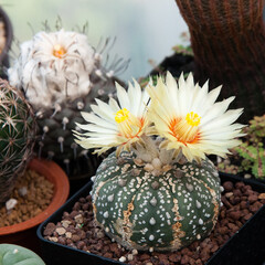 Cactus Astrophytum with flower