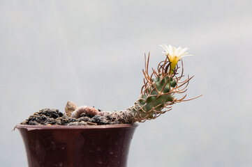 little cactus Turbinicarpus with flower