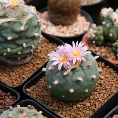 cactus lophophora fricii