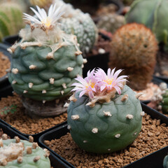cactus lophophora fricii