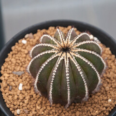 cactus uebelmannia pectinifera