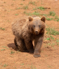 Obraz na płótnie Canvas baby brown bear walking and looking at camera