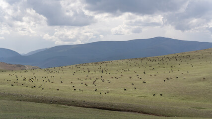 Herd of Sheep and Goats Mongolia