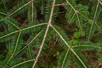 branche de sapin en gros plan. fir branch close-up.