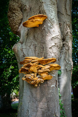 A leaf tree trunk with many orange golden polypores fungus with large fruiting bodies on a tree at a public park in Sweden.