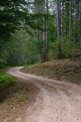 Fototapeta na wymiar chemin de terre en forêt. dirt road in the forest.