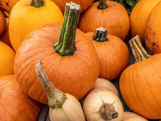 pumpkins harvested ready to be carved at halloween