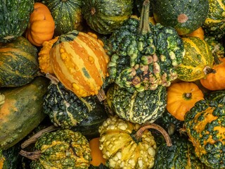 pumpkins harvested ready to be carved at halloween