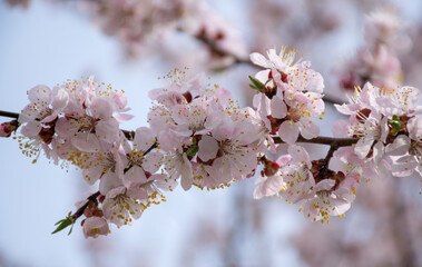 Obraz premium blossom