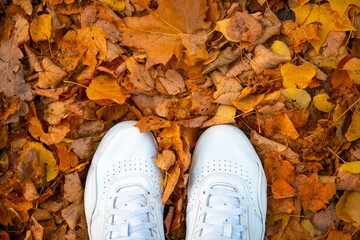white sneakers on autumn leaves top view. autumn mood