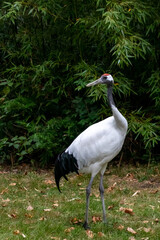 a red crowned crane