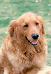 Obraz premium 犬