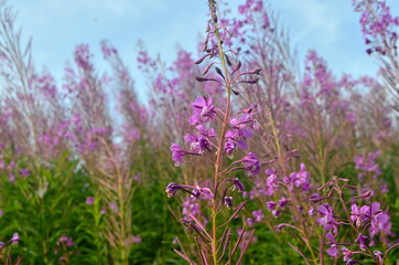Ivan tea or ivan chaj blossoms against the blue sky. The medicinal plant willow-herb grows in the meadow. Blooming Sally on a background of blue sky