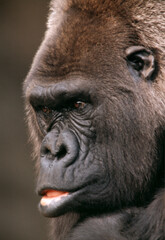 Obraz premium ゴリラ