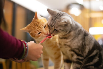 2 cats licking on cat treat snack