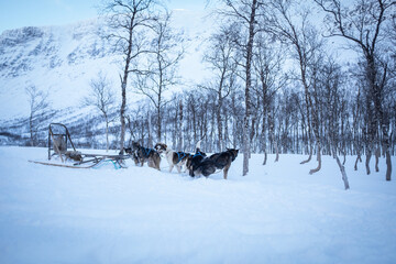 Vacant Dog Sled in Norway