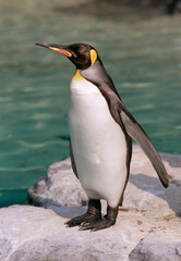 オウサマペンギン