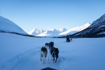 Sled Dogs Pulling with Mountains in Background