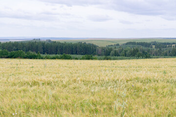 Fototapeta na wymiar the wind is stirring ears of rye in the field in summer