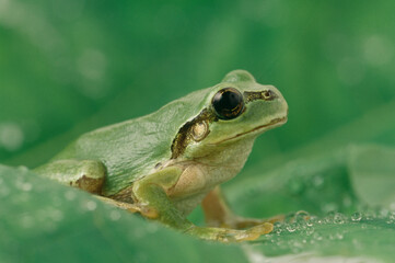 ニホンアマガエル