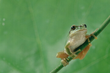 ニホンアマガエル