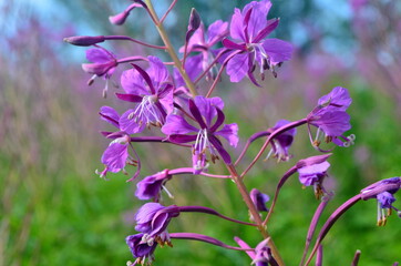 Obraz premium Cloese-up of Ivan tea or ivan chaj flowers The medicinal plant willow-herb grows in the meadow. Blooming Sally on a background of blue sky