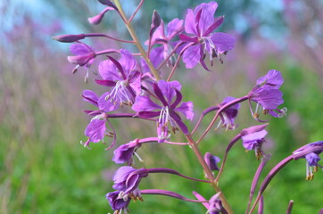 Cloese-up of Ivan tea or ivan chaj flowers The medicinal plant willow-herb grows in the meadow. Blooming Sally on a background of blue sky