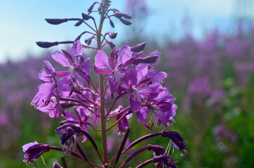 Cloese-up of Ivan tea or ivan chaj flowers The medicinal plant willow-herb grows in the meadow. Blooming Sally on a background of blue sky