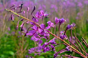 Cloese-up of Ivan tea or ivan chaj flowers The medicinal plant willow-herb grows in the meadow. Blooming Sally on a background of blue sky