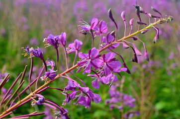 Cloese-up of Ivan tea or ivan chaj flowers The medicinal plant willow-herb grows in the meadow. Blooming Sally on a background of blue sky