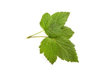 Green currant leaves isolated on white background