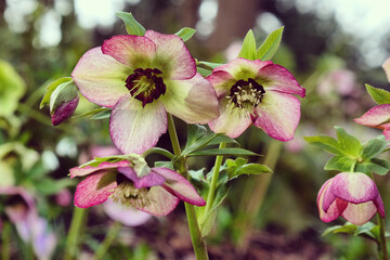 Helleborus x hybridus Harvington picotee Lenten rose in bloom