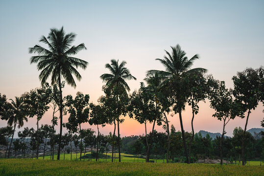 Silhouette of palm trees at dusk after sunset close to rice fields in Hampi Island, India, Karnataka.