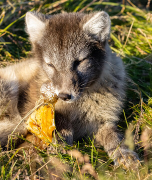 Ein Polarfuchs in Island wird gef&uuml;ttert