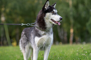 Naklejka na ściany i meble A cheerful Siberian husky plays in the park on a leash.
