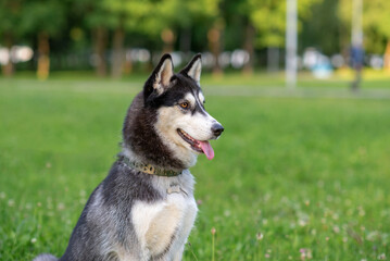 A cheerful Siberian husky plays in the park on a leash.