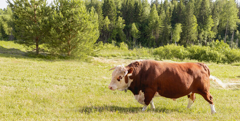 bull. Symbol of 2021. Zodiac sign Taurus. banner. big bull with a ring in its nose, stood majestically in a lush summer meadow, a milk bull grazing in a green meadow. Landscape. Eastern horoscope