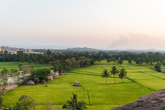 High angle view of rice fields and palm trees at dusk with Virupaksha Temple in Hampi Island, India, Karnataka.