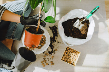 woman transplanting flowers in bigger pots at home