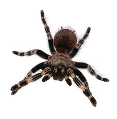 Top view of mature Brazilian red and white tarantula spider in attack posture. Isolated on white background.