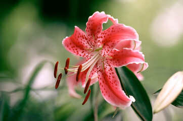 Fototapeta premium ユリ