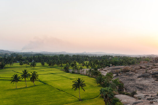 High angle view of rice fields and palm trees at dusk in Hampi Island, India, Karnataka.