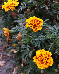 Beautiful floral wallpaper. Flower background