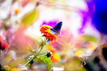 Mariposa posando con sus mejores colores.