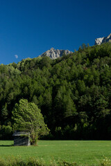arbre penché 