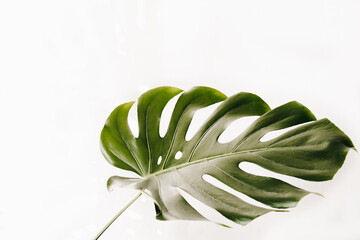 Bright Monstera Leaf with White Space