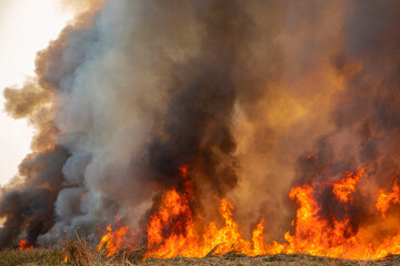 Raging flame of fire burn in grass fields pollution in air from wildfire concept.