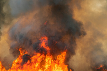 Raging flame of fire burn in grass fields pollution in air from wildfire concept.